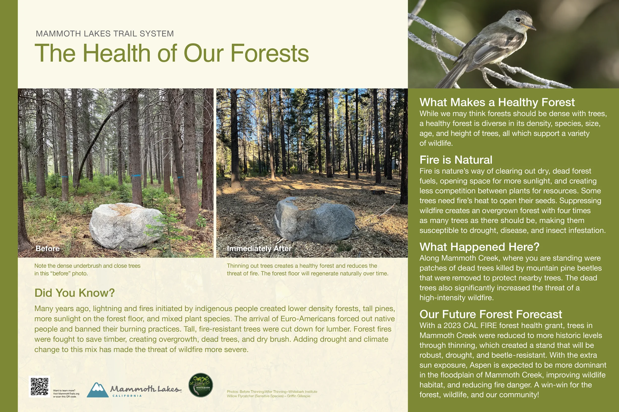Mammoth_Town_Fire_Panels_WhatMakesHealthyForest.webp