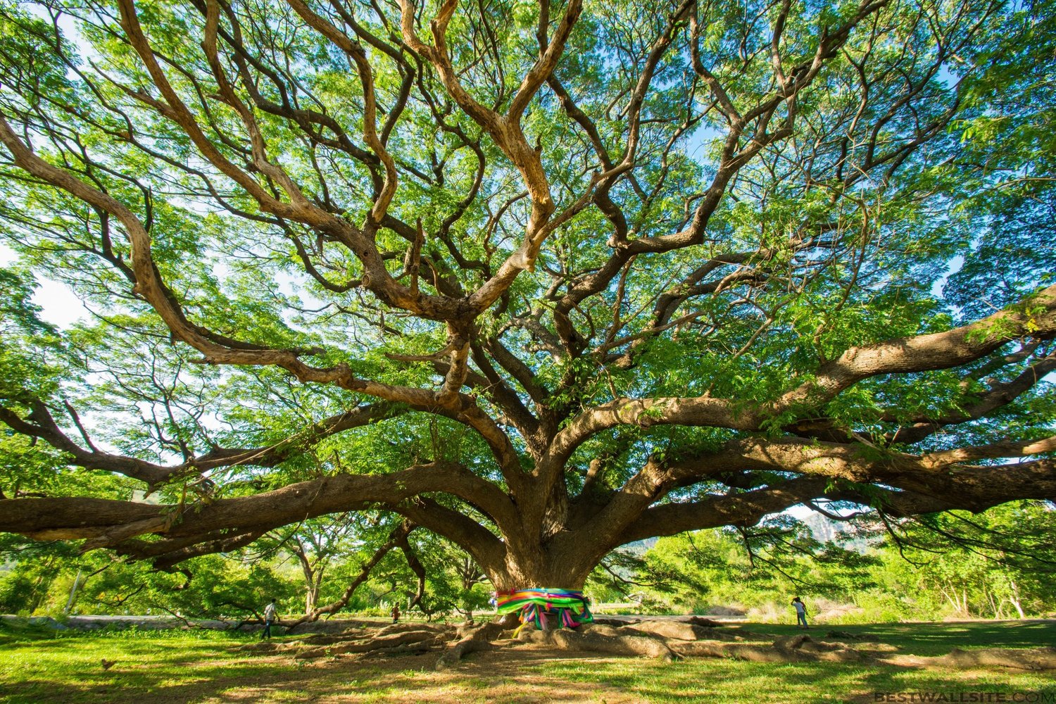 Big Tree Counseling