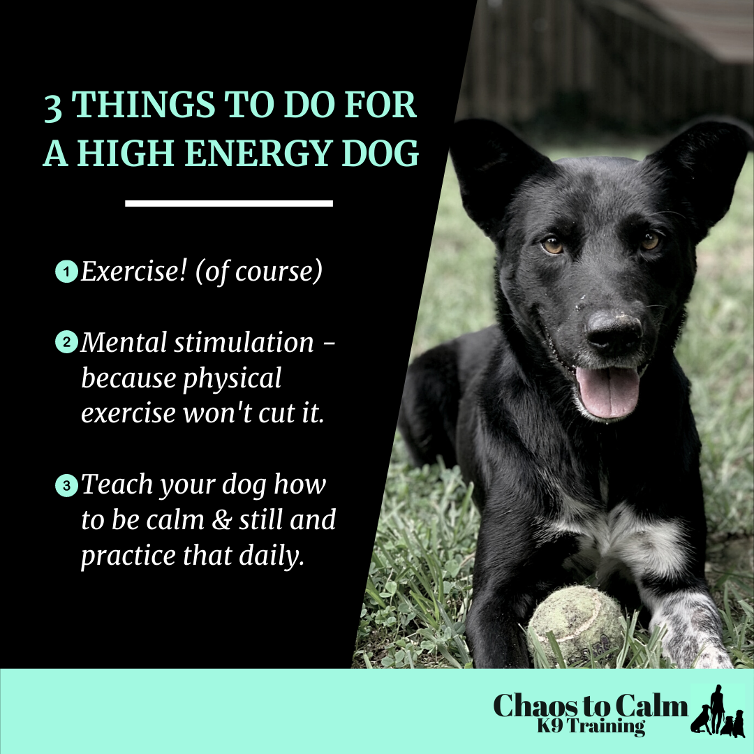 5 Activities For High Energy Dogs