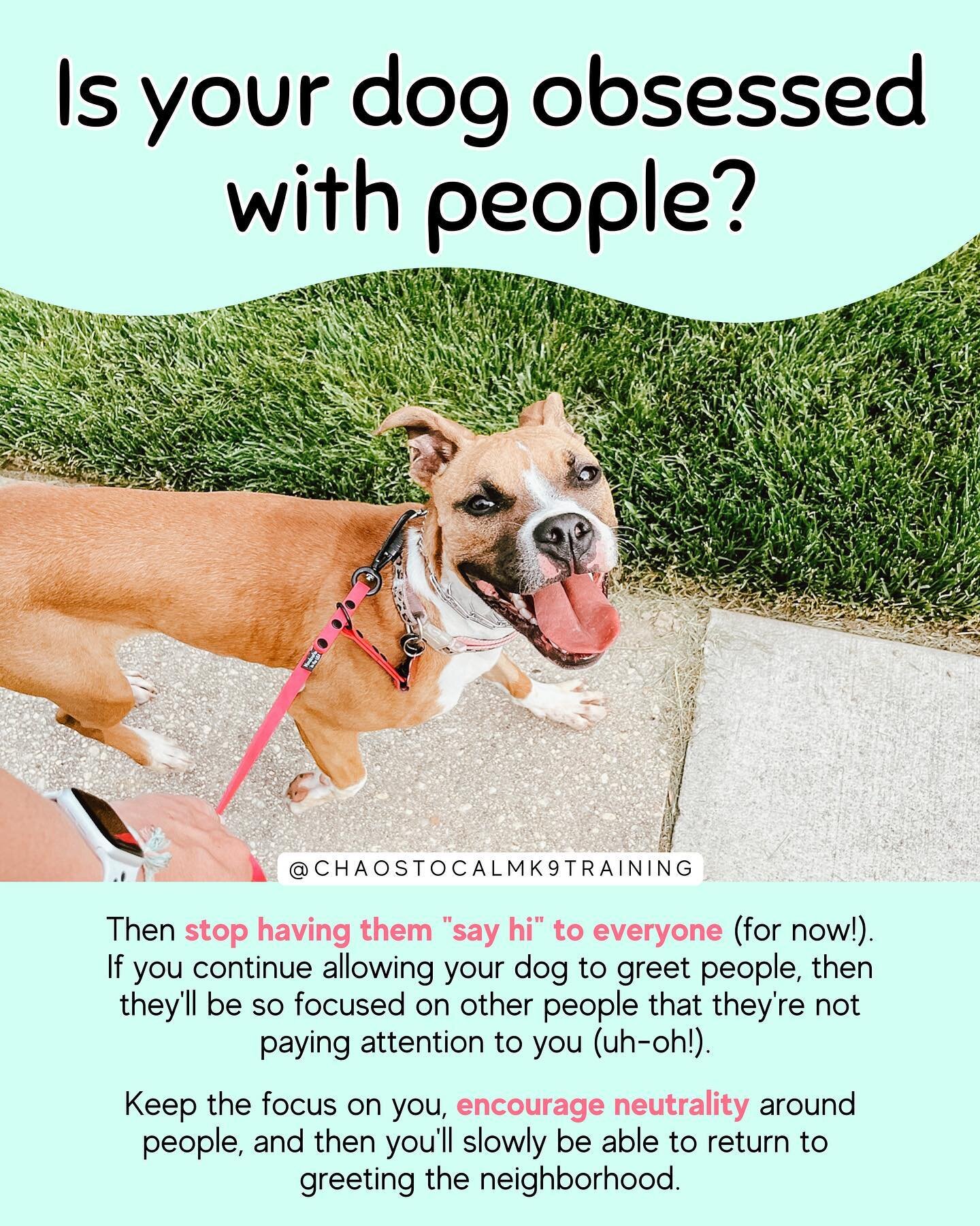 This strategy goes a long way ⤵️

If your dog is obsessed with people&mdash;pulling toward them, jumping on them, always wanting to say hi to everyone&mdash;and you&rsquo;re feeling out of control, then you have to take some steps backward before you