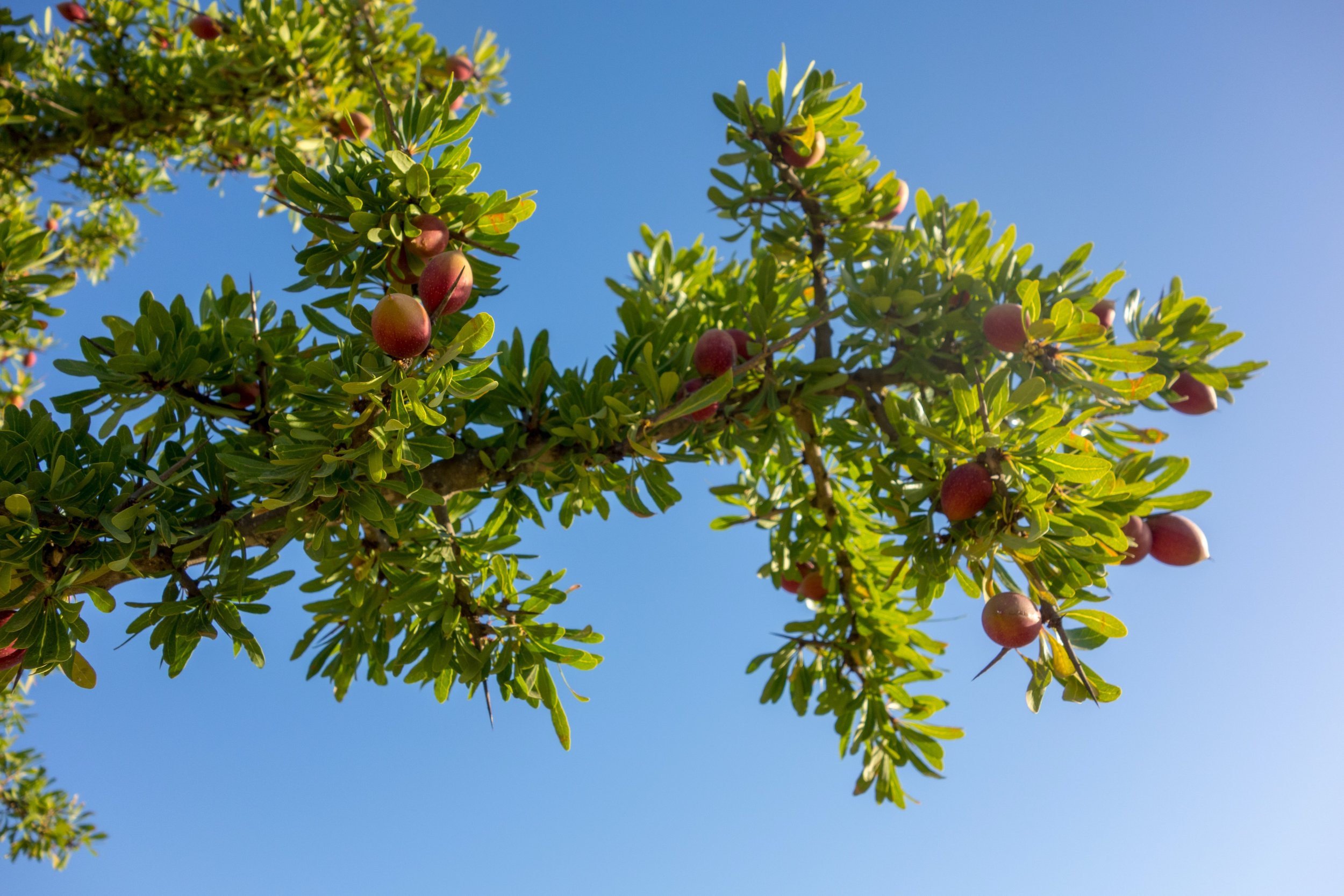 Argan is not a nut, but a fruit. Shelled kernels inside argan fruits are used to make argan oil. - 