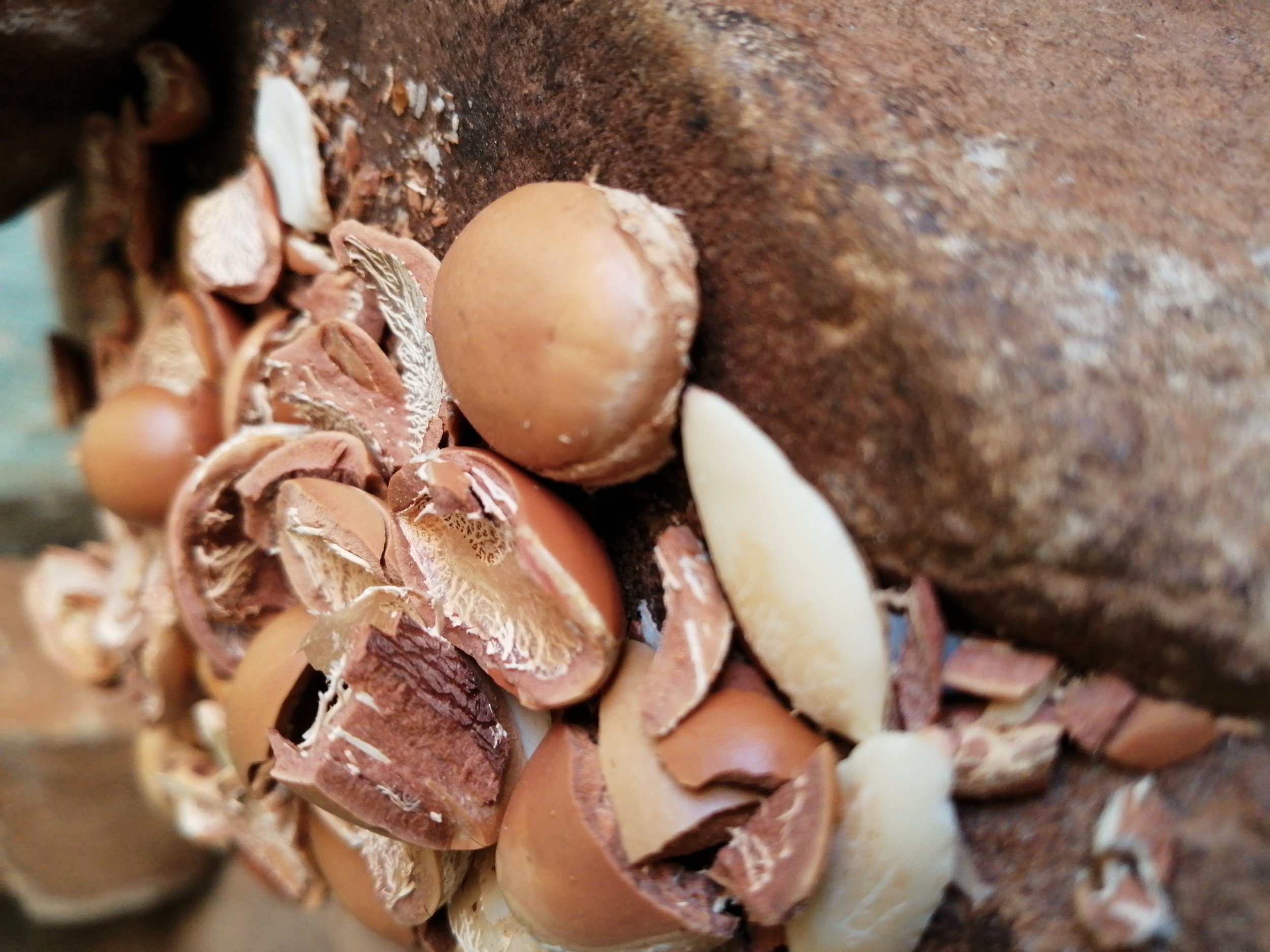 It takes 30 kilos of shelled argan kernels just to produce 1 liter of pure argan oil! That’s a little over 34 pounds of kernels to make 1 cup of oil! -