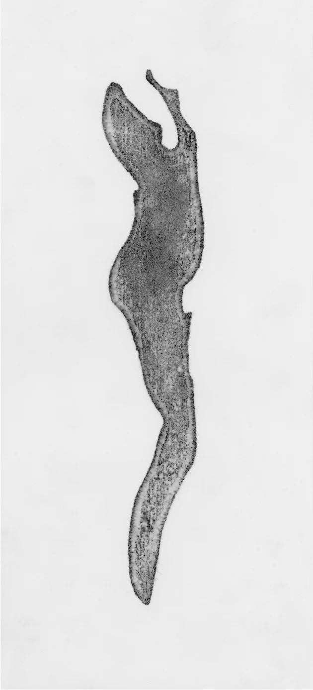   Figure IX , 2005 Ink on mylar 27.94 x 12.7 cm (11 x 5 in.) 