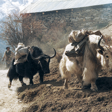   Yaks in the Himalayas near Mt. Everest  