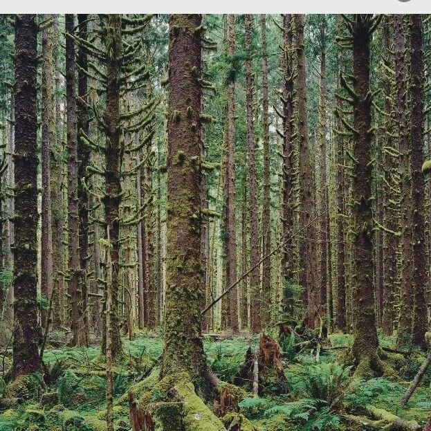 Filming this month!

When the Woods Speak&nbsp;will be our 9th film piece and will also be our longest. Exploring our modern-day relationships to nature and queerness, this film combines modern dance, expressionist and narrative storytelling techniqu