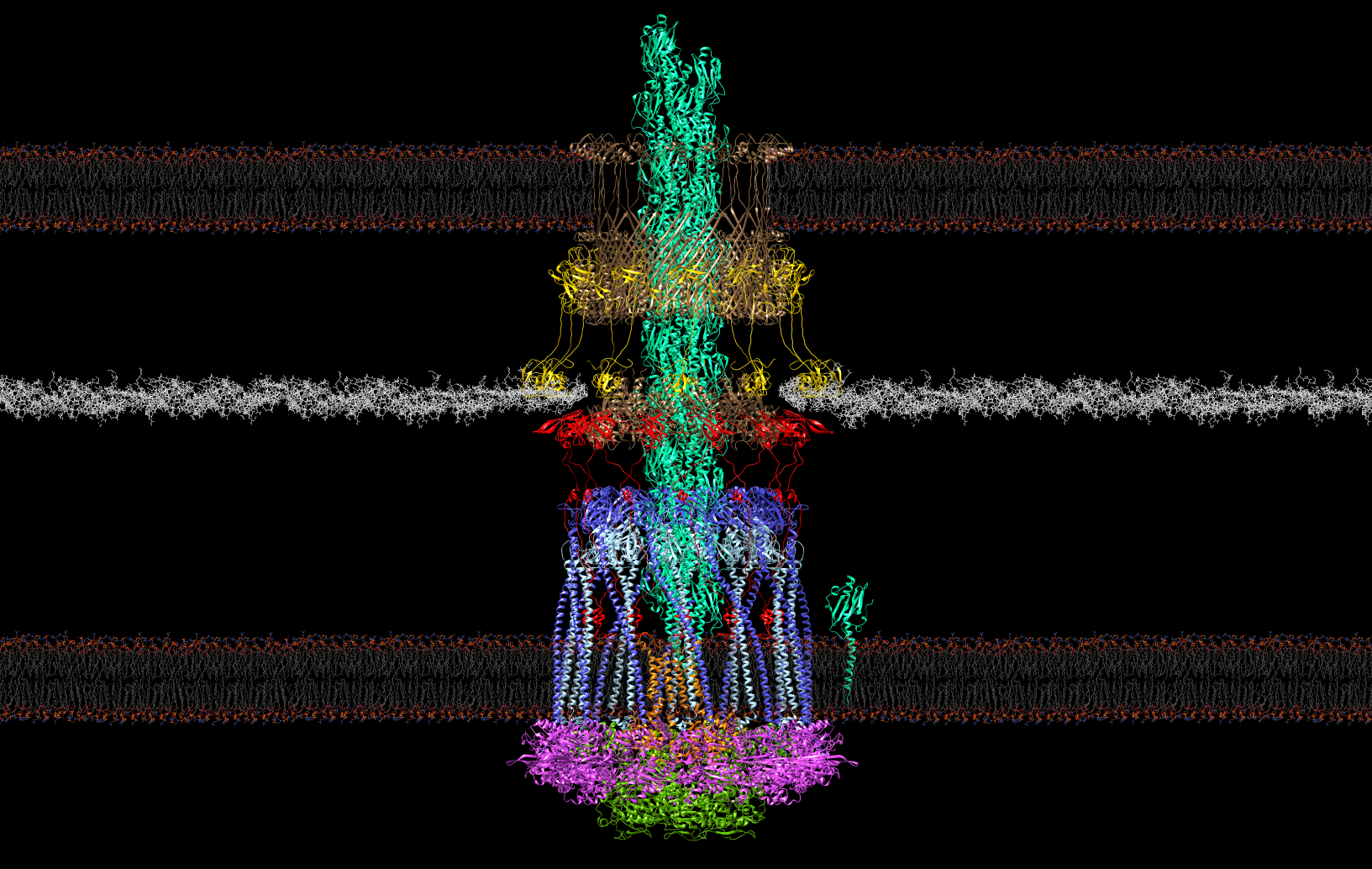 20180619_piliated_12_with_pilin_and_wider_membranes_and_PG.png