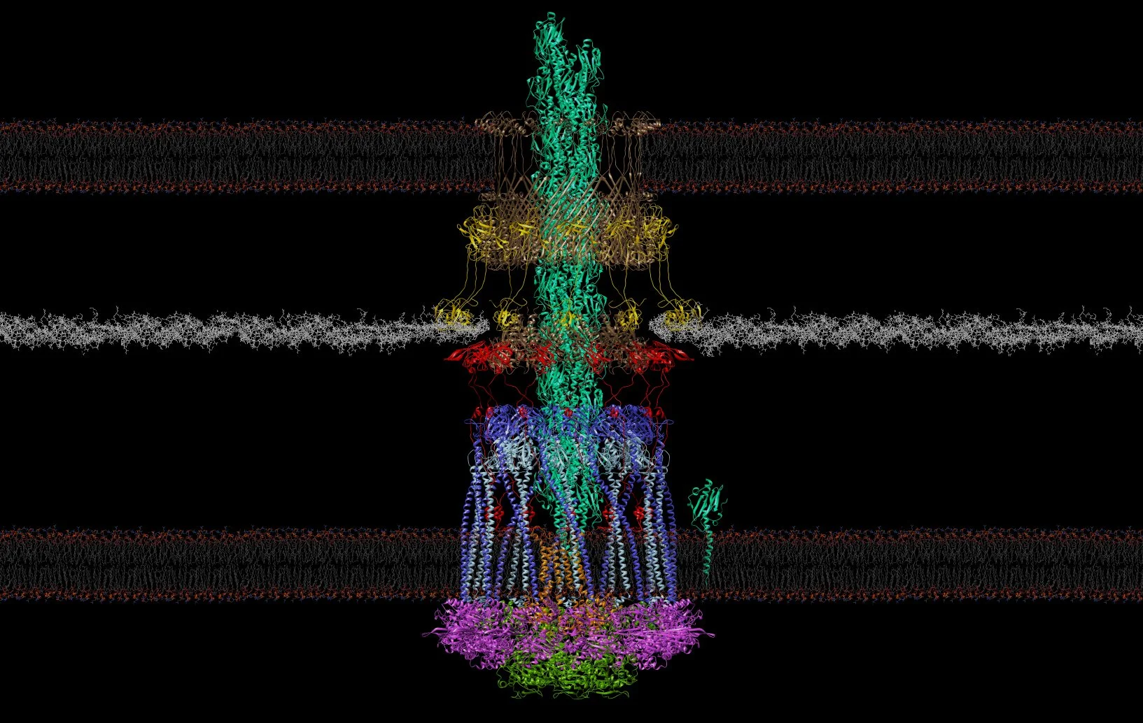 20180619_piliated_12_with_pilin_and_wider_membranes_and_PG.jpg