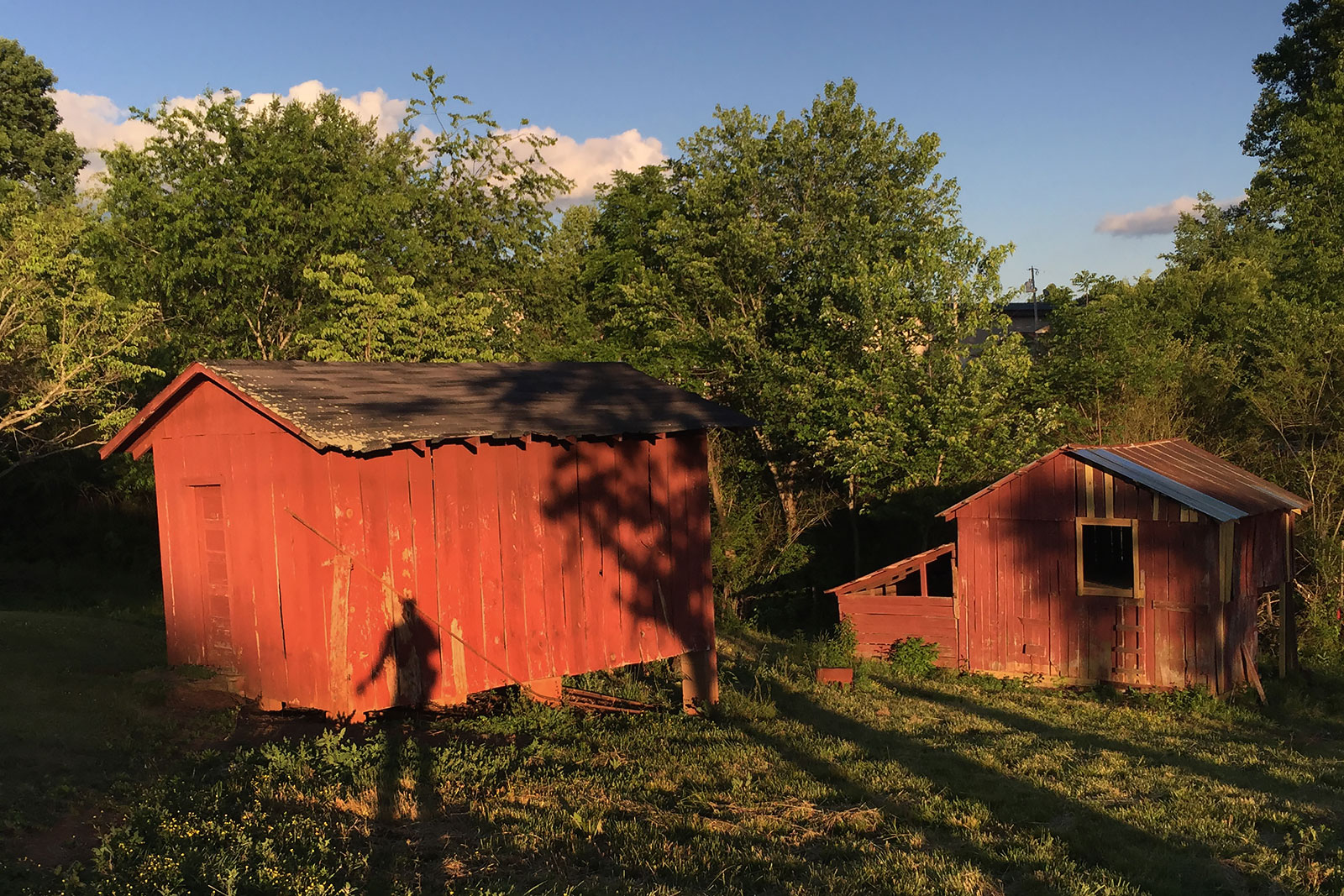 Weeds, stray cats and shadows visit my grandparent's barn more often than people. At one point four horses lived in these stalls and my pap-paw named them Ted, Molly, Rex and Jim Bob. Molly was spotted. Ted was tan. Rex looked like Jim Bob, brown with a white stripe on his nose.