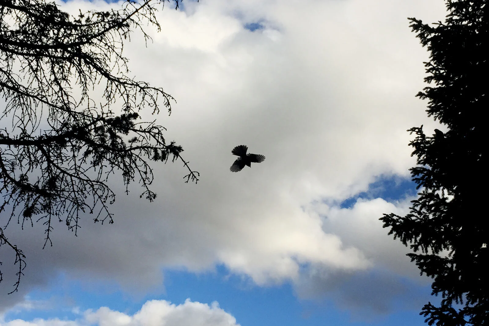 Open wings cast this valley in the shade.
