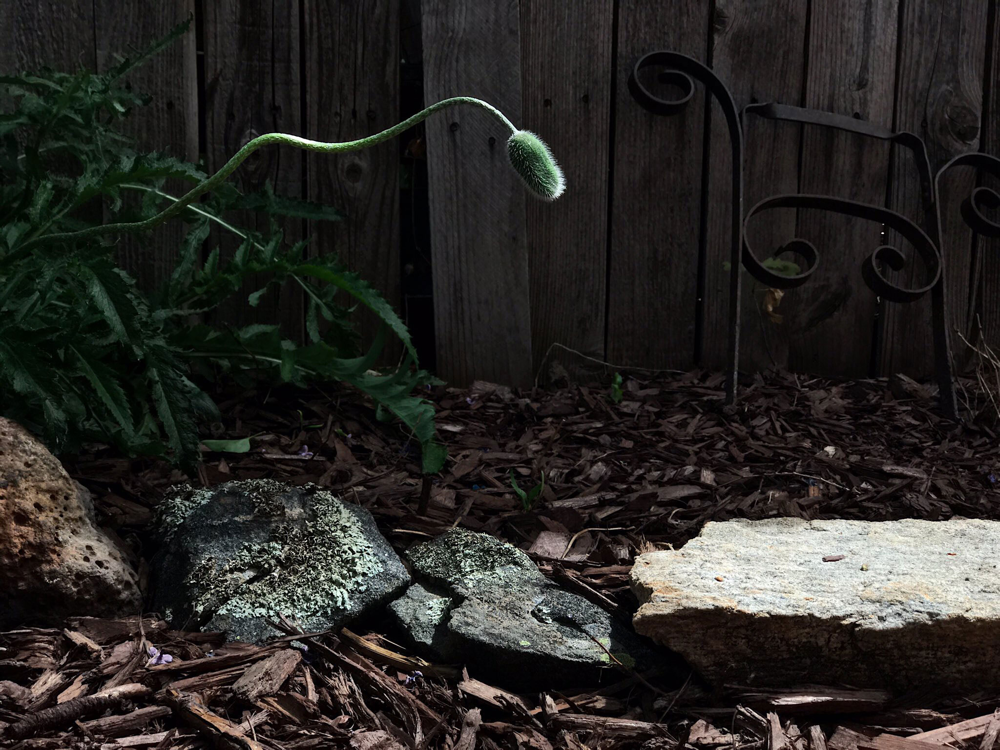 Poppy Horizontal 3 of 4, full bleed