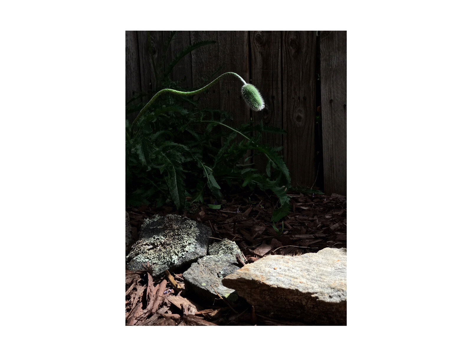 Poppy Vertical 4 of 4, full bleed