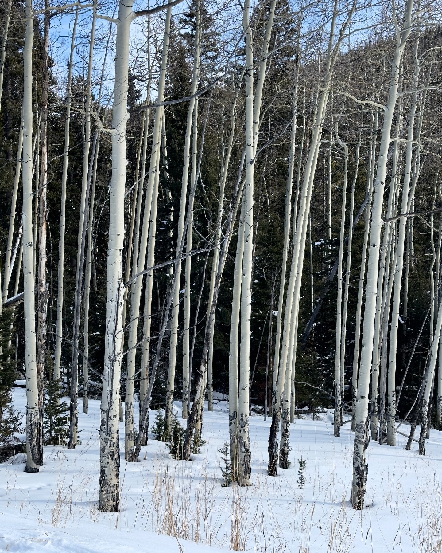 Aspens up near Tipperary Creek. Grand County, Colorado.

There are forty days until spring.