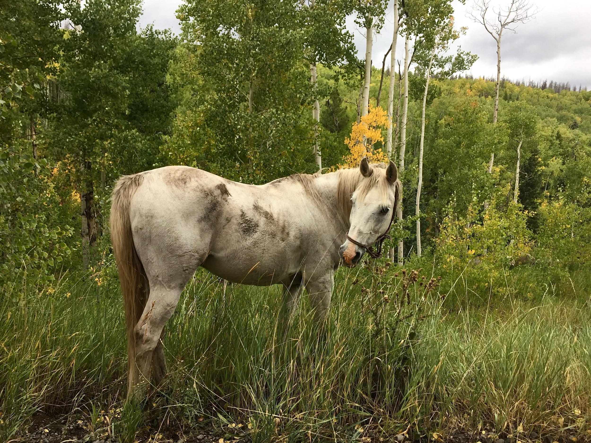 The Wilderness Act, 1964