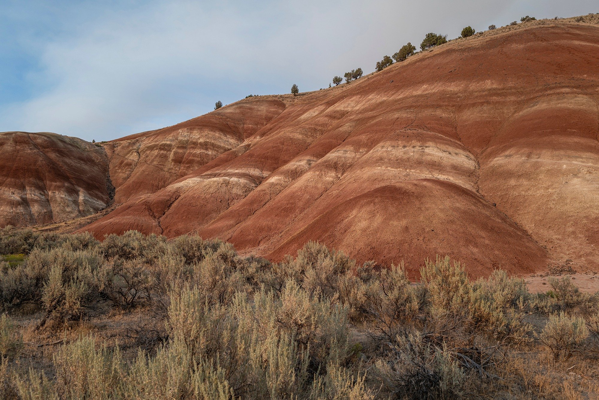 Predators Make Maps, 3 of 4

Eastern Oregon's terrain is diverse, with rugged ranchlands and public lands stitched across the drastic geography. John Day Fossil Beds National Monument is "one park, three units"&mdash;Clarno, Sheep Rock and 