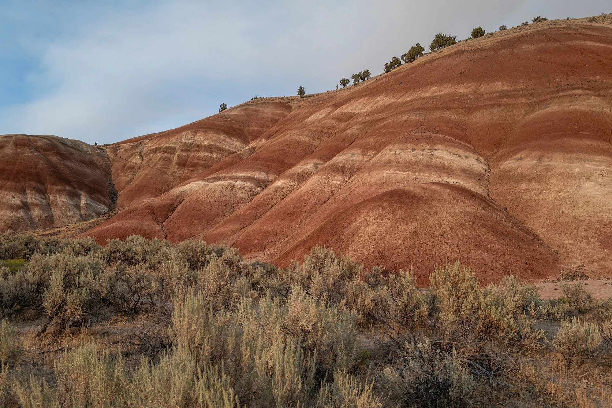 Predators Make Maps, 3 of 4

Eastern Oregon's terrain is diverse, with rugged ranchlands and public lands stitched across the drastic geography. John Day Fossil Beds National Monument is "one park, three units"&mdash;Clarno, Sheep Rock and 