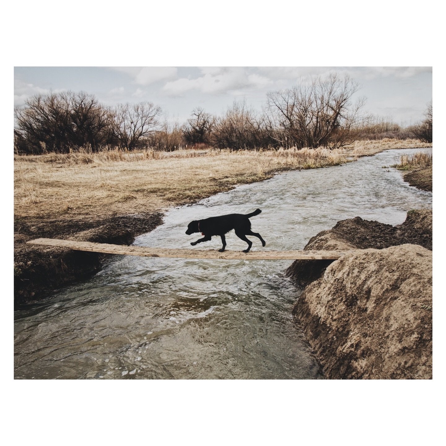 Tears gave way to gratitude. Her presence was a unique gift in this short life.

Sophie left us on a beautiful Colorado Sunday morning, always on point, a prototype for the world&rsquo;s best dog. She was a one-of-a-kind being, our friend for sixteen