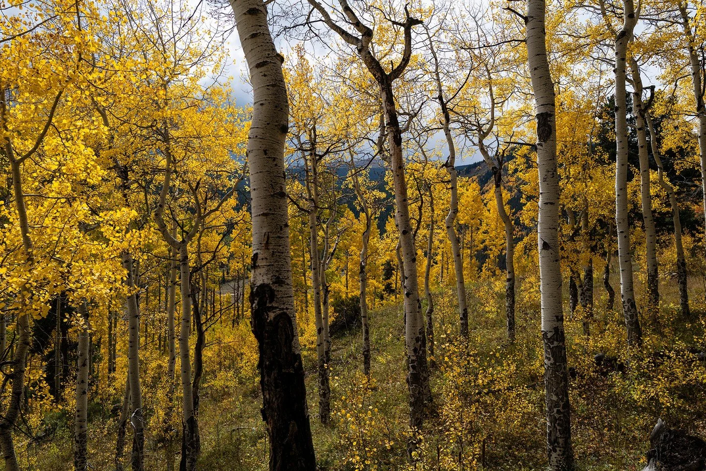 I spent a good part of Sunday on an afternoon drive, following hidden game trails to explore an off-piste aspen stand. Famous for their striking white bark, quaking, shimmering leaves, and golden autumn glow, many aspen stands are not singular but pa