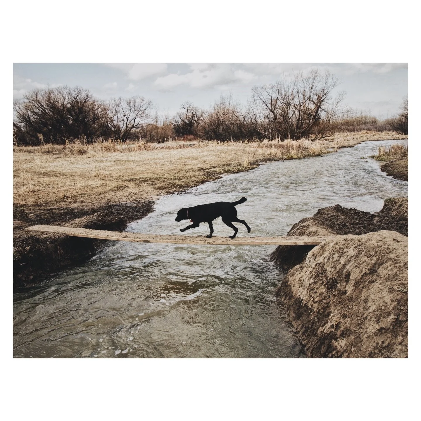 Tears gave way to gratitude. Her presence was a unique gift in this short life.

Sophie left us on a beautiful Colorado Sunday morning, always on point, a prototype for the world&rsquo;s best dog. She was a one-of-a-kind being, our friend for sixteen