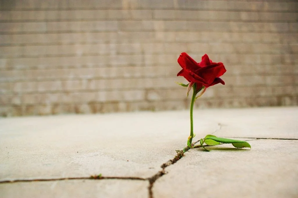 246: Is Struggle Necessary for Growth?