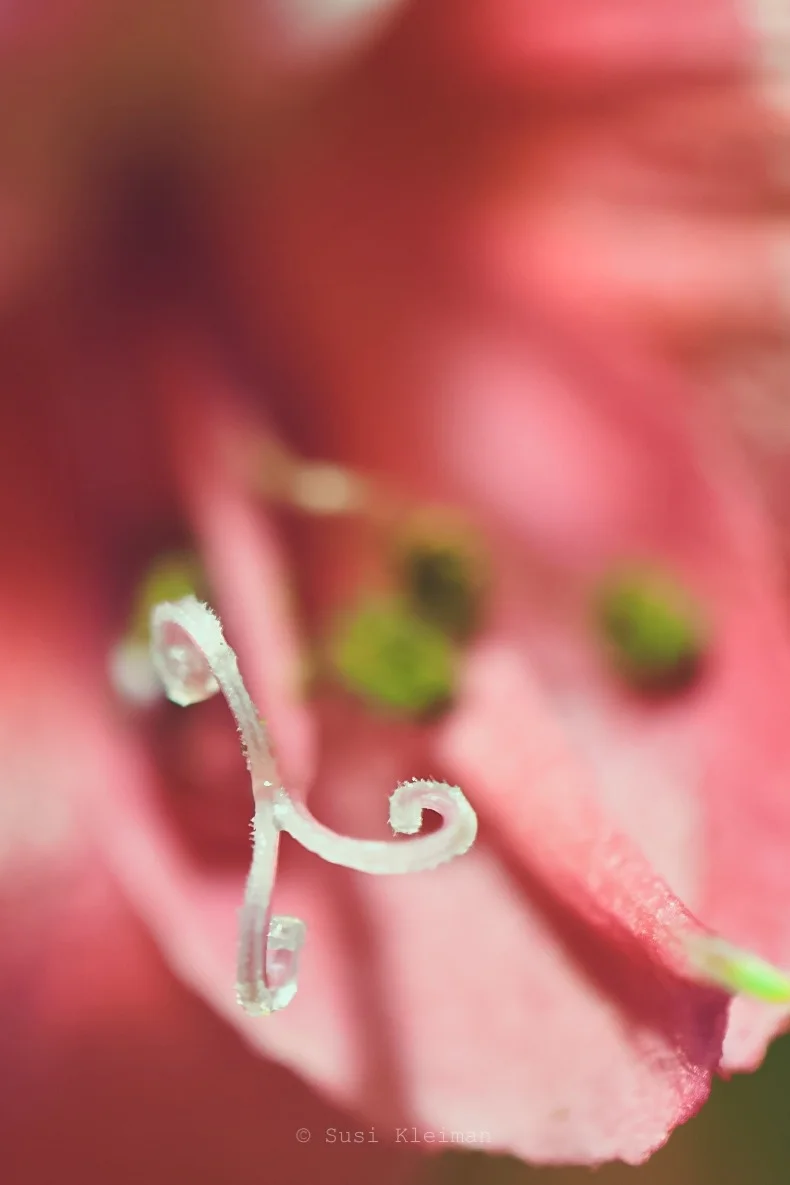 Blooms {Marco Photography}