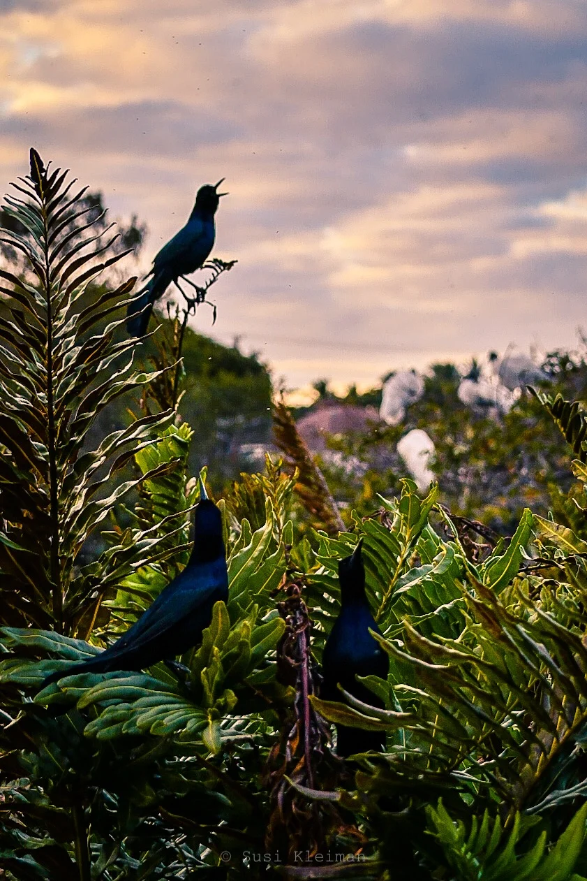 Common Grackles at Wakodahatchee Wetlands {Wordless Wednesday} 