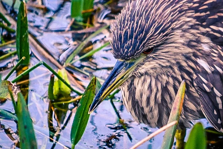 Juvenile Black-crowned Night Heron at Wakodahatchee Wetlands {Wordless Wednesday}