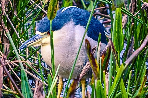 Adult Black-crowned Night Heron at Wakodahatchee Wetlands {Wordless Wednesday}