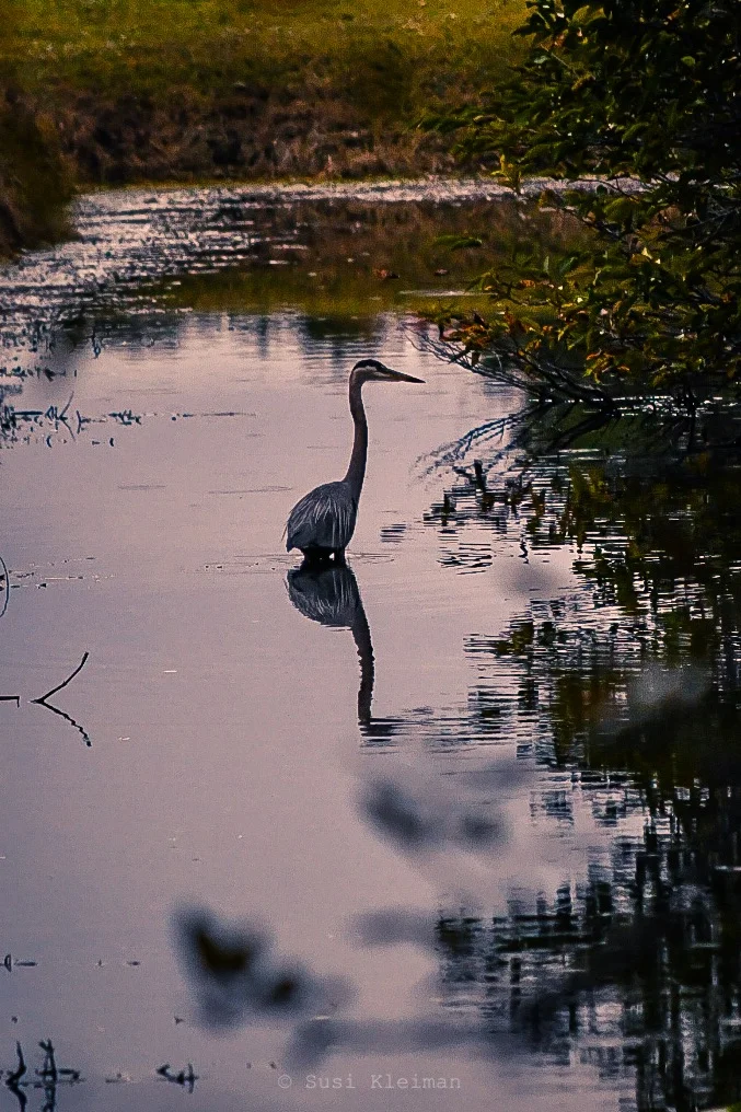 Great Blue Heron at Wakodahatchee Wetlands {Wordless Wednesday}