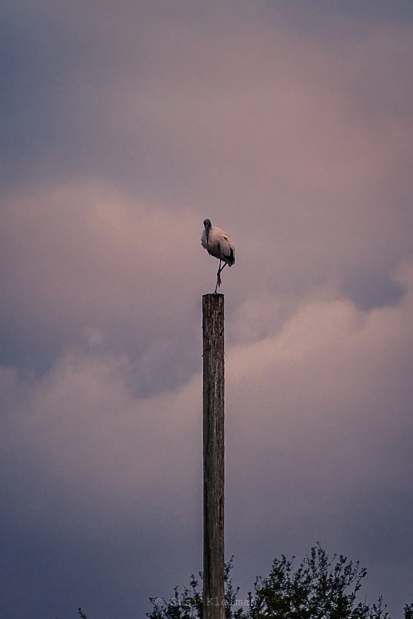 Storks at Wakodahatchee Wetlands {Wordless Wednesday}