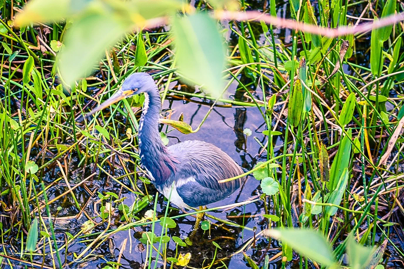 Tri-colors Heron at Wakodahatchee Wetlands {Wordless Wednesday} 