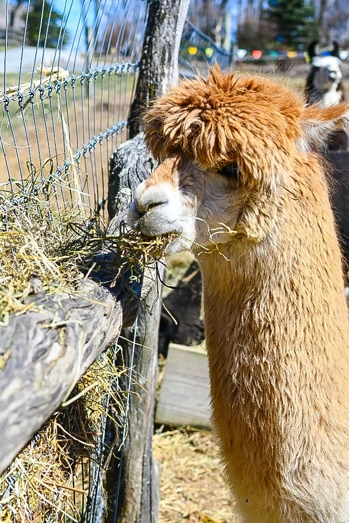 A, B, C… #atozchallenge