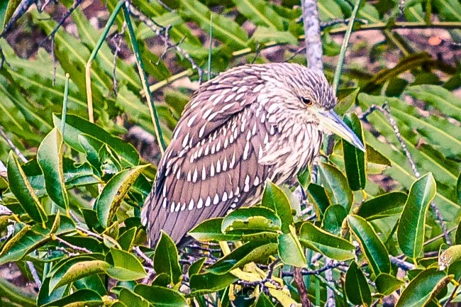 J is for Juvenile Black-Crowned Night Heron #atozchallenge April 2019