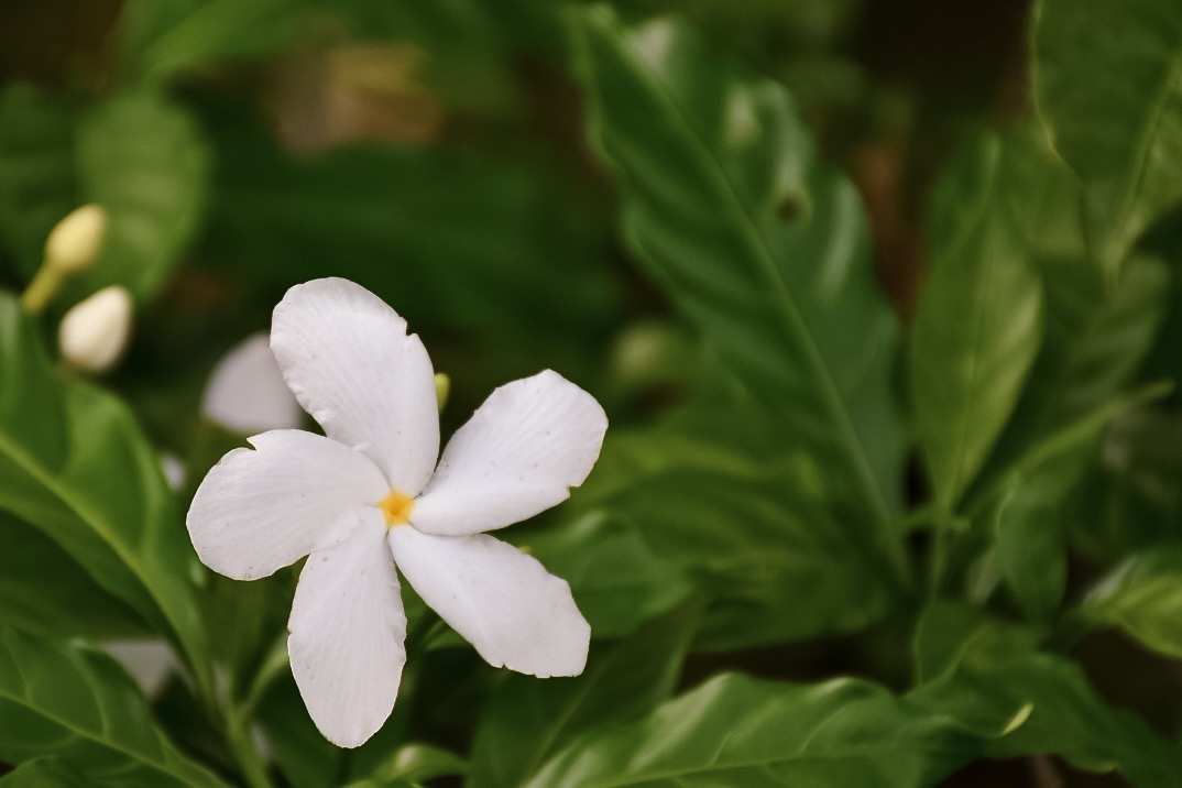 DSC_4010.jpeg