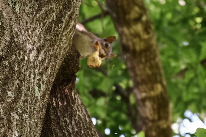 Backyard Paradise {Wordless Wednesday}