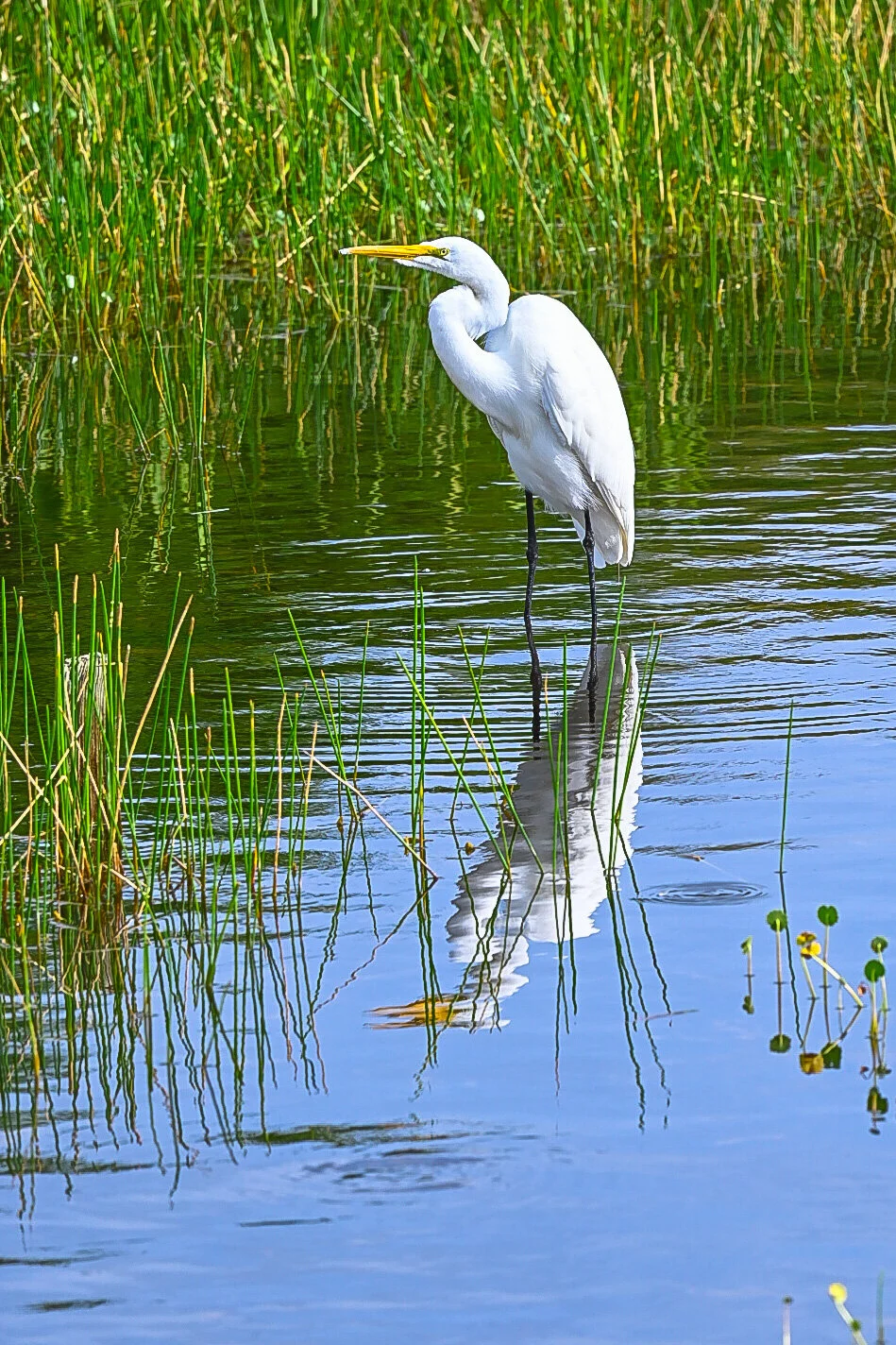 Wakodahatchee Wednesday