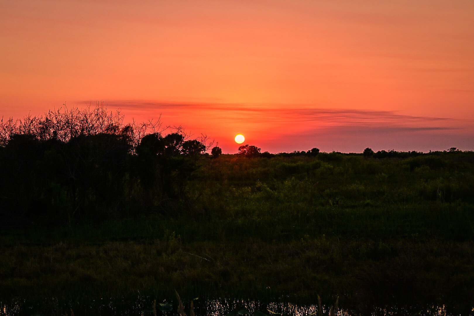 Loxahatchee National Wildlife Refuge {Nature Snaps}