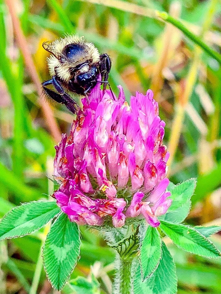 &ldquo;The bee is more honored than other animals, not because she labors, but because she labors for others.&rdquo; 
&ndash; Saint John Chrysostom
🐝
In honor of World Bee Day, a few of my attempts at capturing these busy pollinators while they are 
