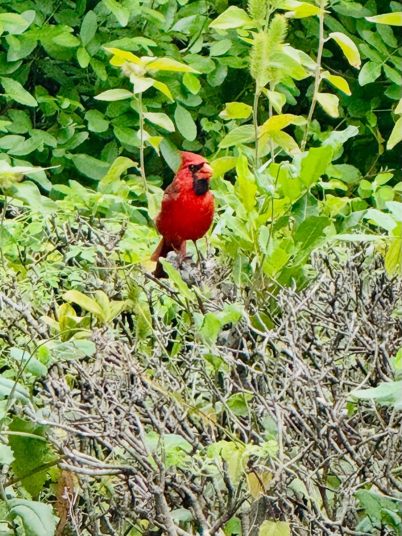 Cardinals appear when loved ones are near. ❤️

#cardinal #backyardvisitor #susisnapssomethinggood