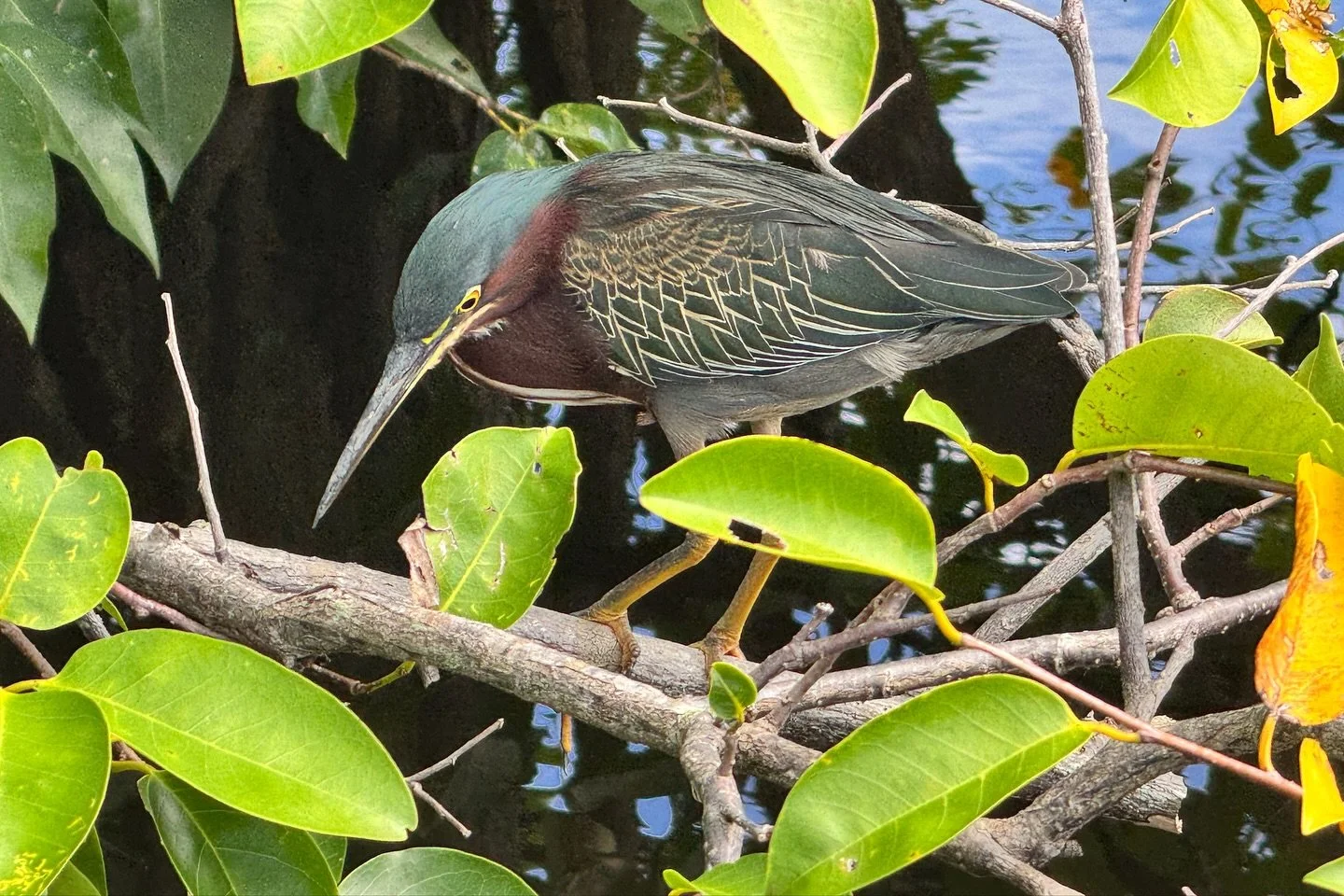 Take a walk with me! 

#wakodahatcheewetlands #delraybeach #naturetherapy