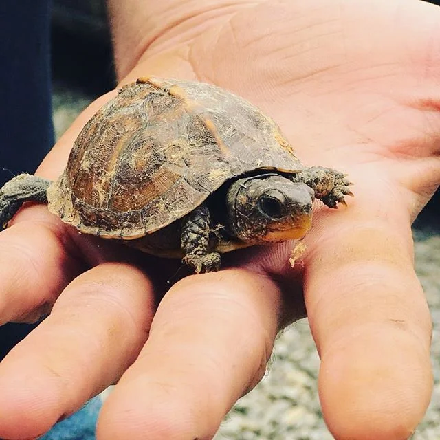Pretty cool when your spirt animal fits in your palm! #spiritanimal #lowandslow #toohottohandletoocoldtohold #everythinglouderthaneveryoneelse #weirdscience #natureart