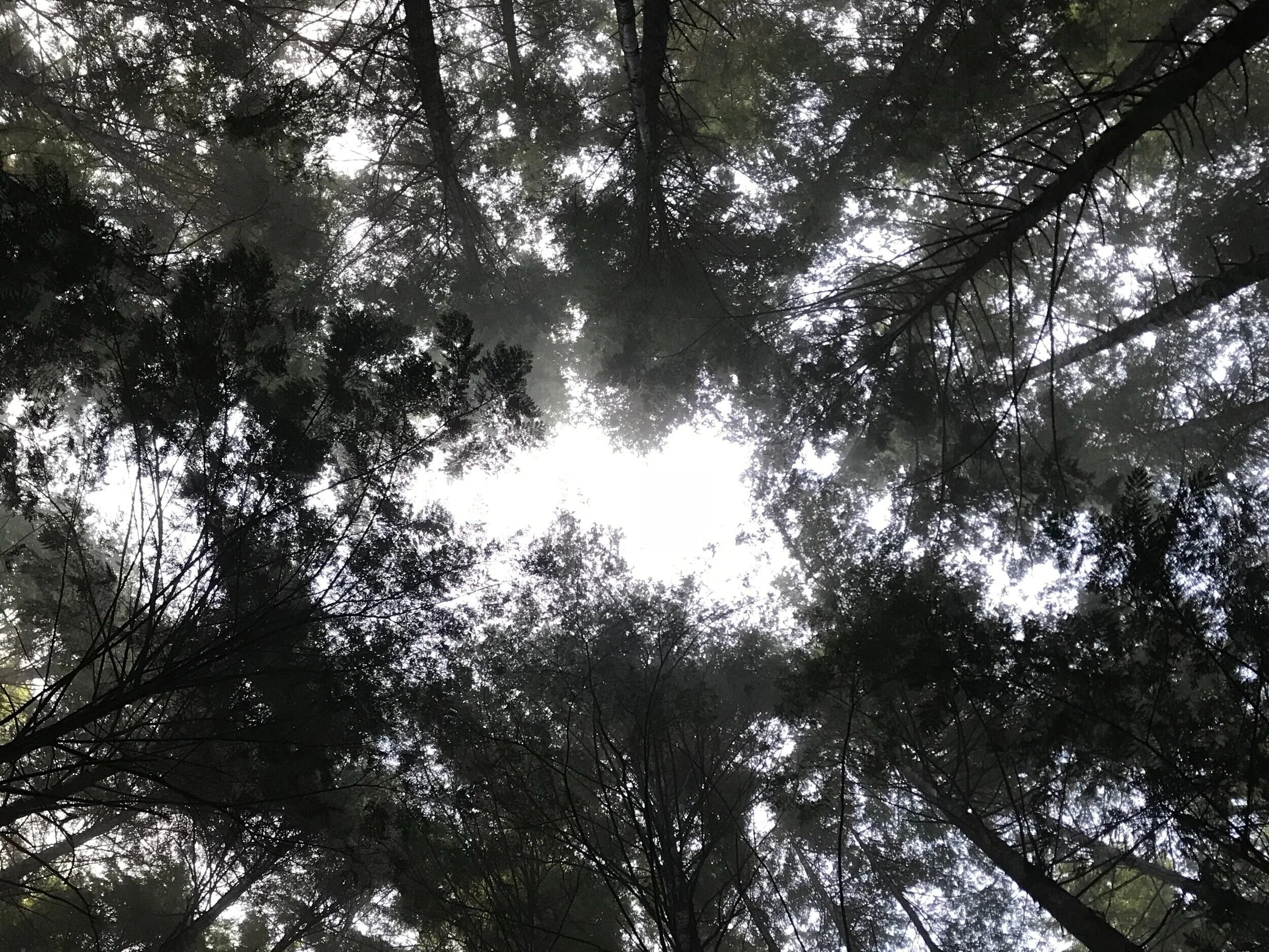 Lessons In Extreme Listening 