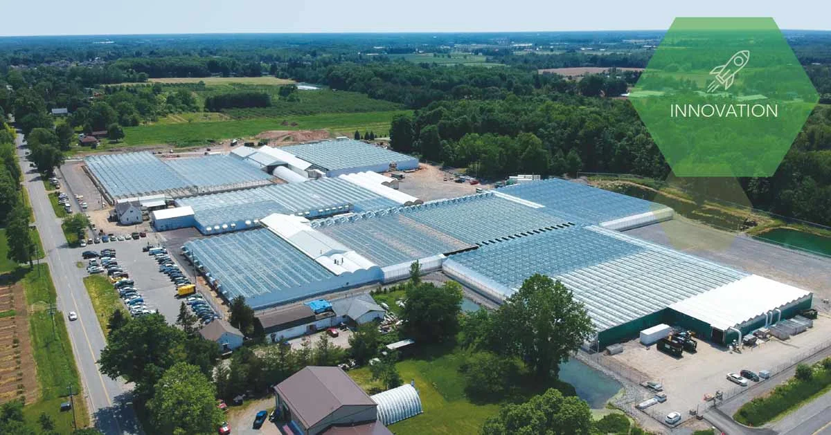 The unique perpetual harvest technology used in the 450,000-square-feet advanced greenhouse in Niagara allows CannTrust to efficiently produce grade A dried flower. SUPPLIED