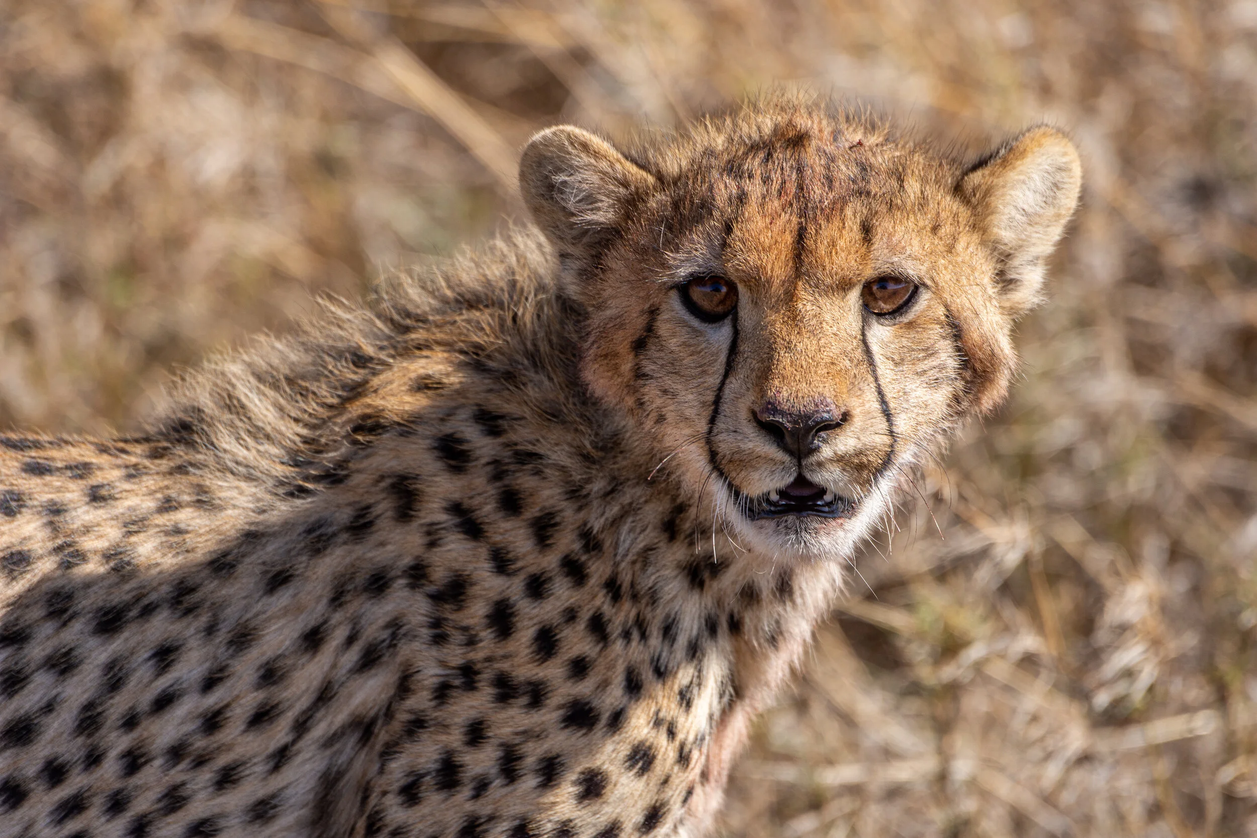 CHEETAH CUB | SERENGETI NP, TANZANIA