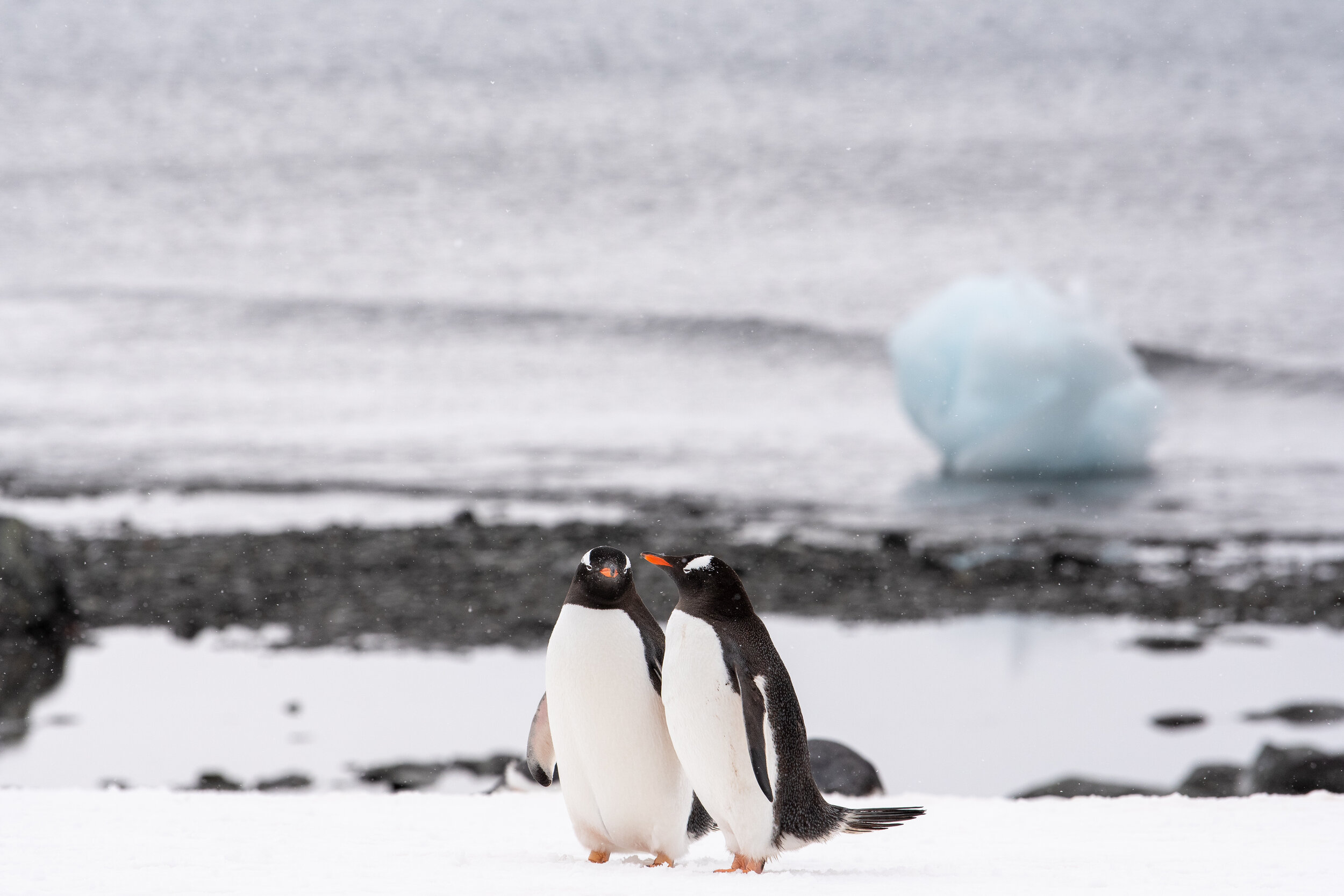 GENTOO PENGUIN PAIR | D'HAINAUT ISLAND, MIKKELSEN HARBOR, TRINITY ISLAND, ANTARCTICA