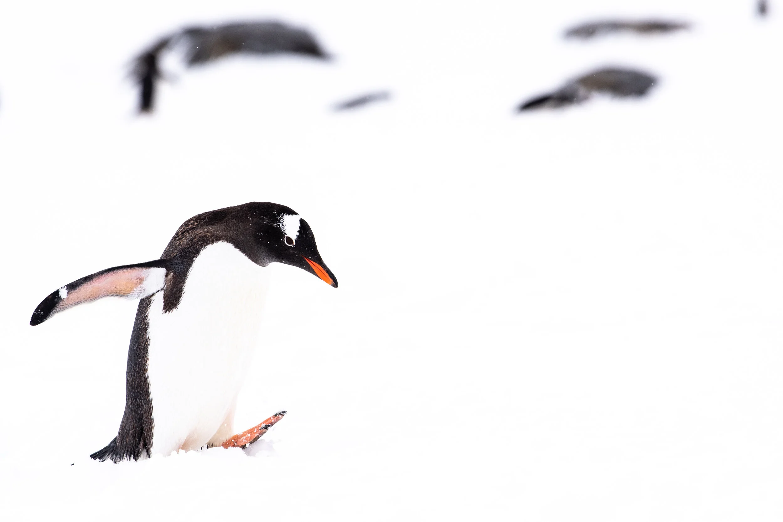 GENTOO PENGUIN | JOUGLA POINT, PORT LOCKROY, WIENCKE ISLAND, ANTARCTICA