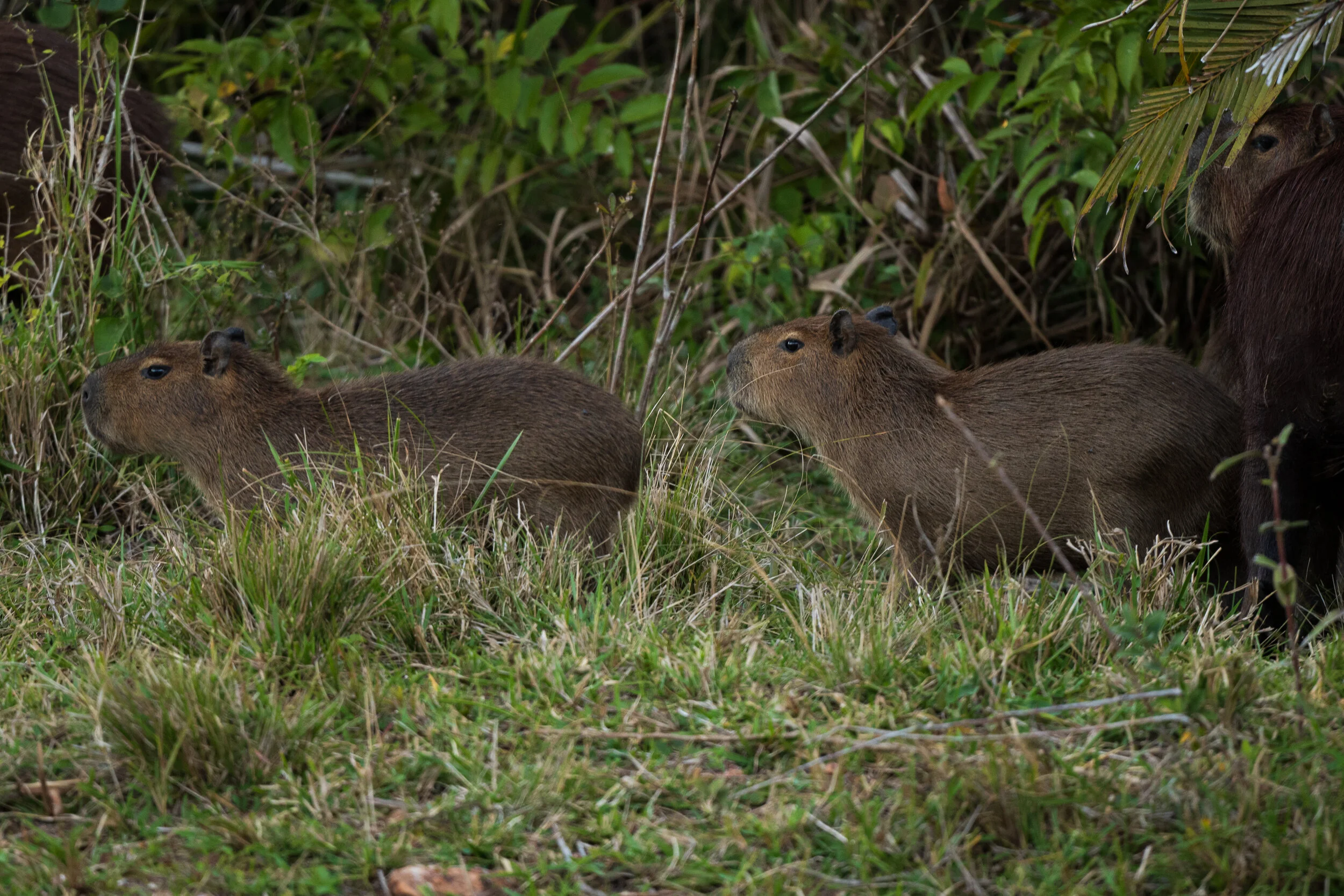CAPYBARA YOUNG | REFUGIO DA ILHA ECOLODGE, BRAZIL