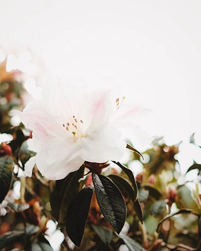 ~in bloom~
