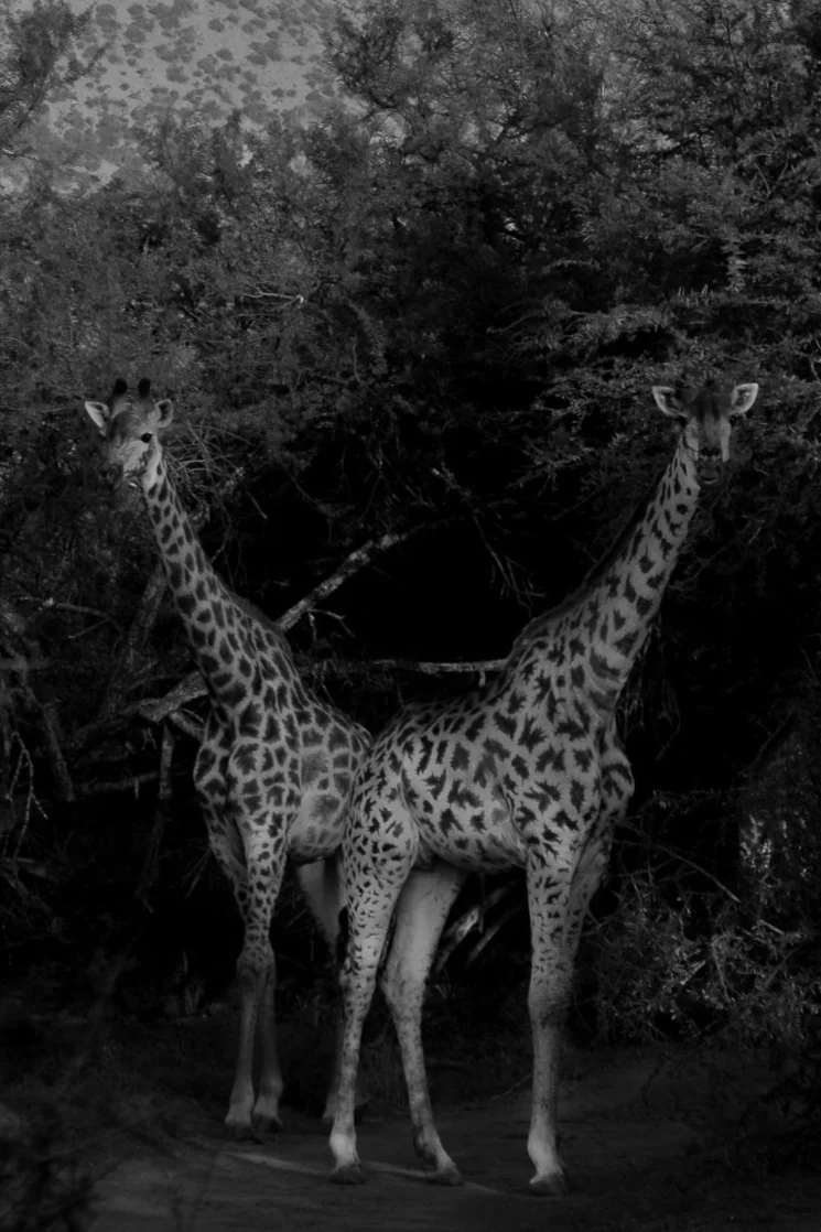 Copy of AFRICA MEDIA