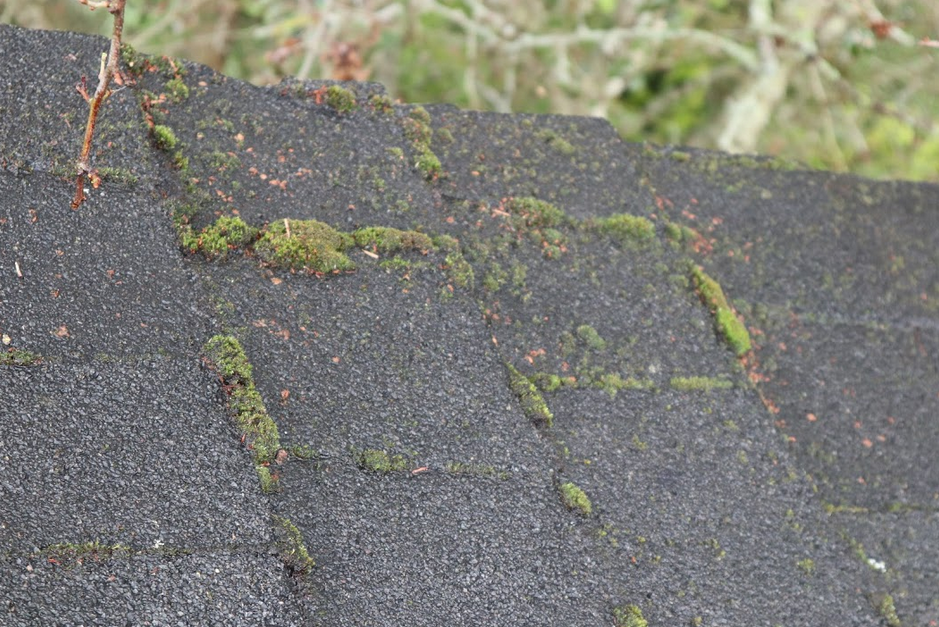 roof moss treatment sticks lichen.png