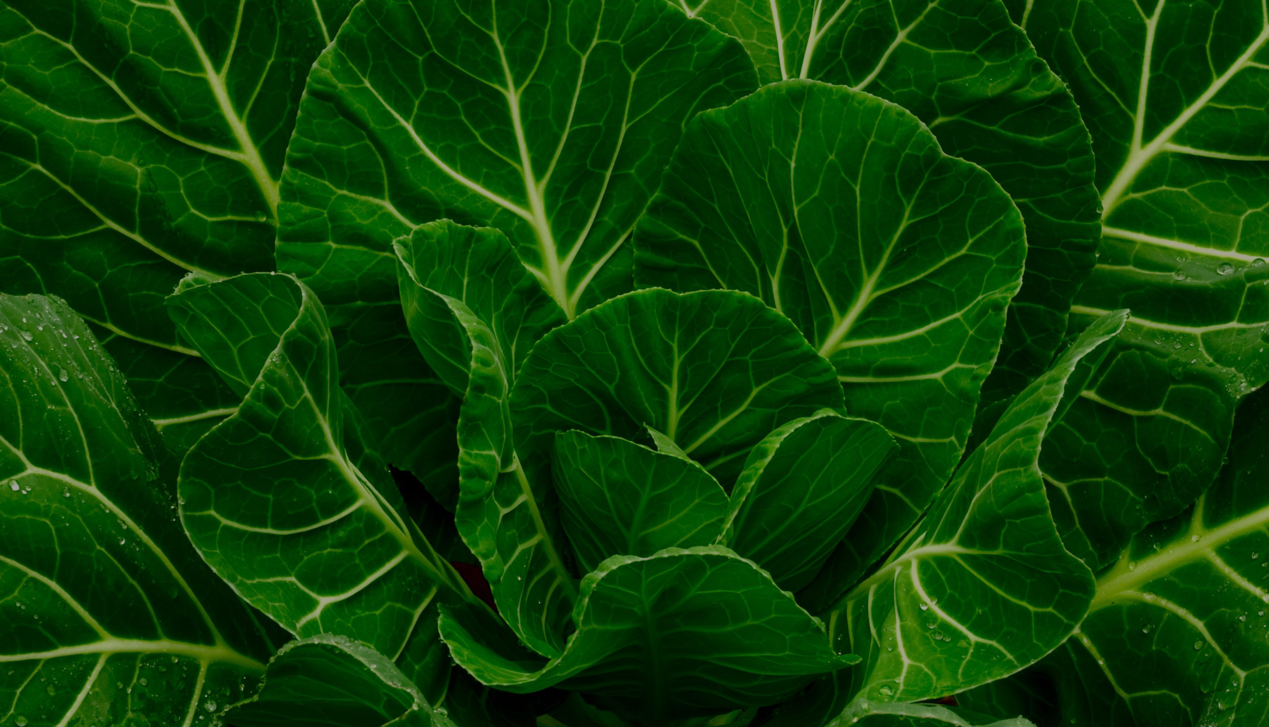 Leafy-greens.png